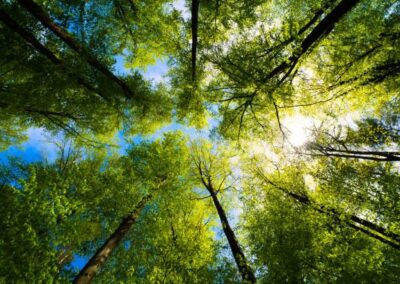 TREETOPS